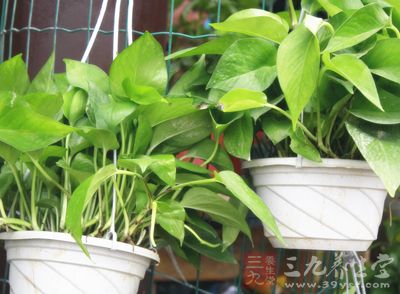 这种生物中的“高效空气净化器”原产为墨西哥高原 这种生物中的“高效空气净化器”原产为墨西哥高原