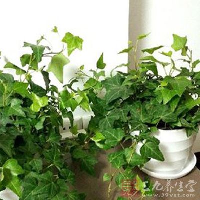 能有效抵制尼古丁中的致癌物质