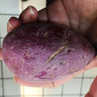 紫薯的营养价值 吃紫薯能防治胃肠疾病