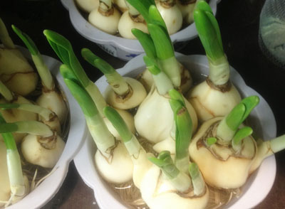 如果较大量地食用其球茎,会有温和的毒性 如果较大量地食用其球茎,会有温和的毒性