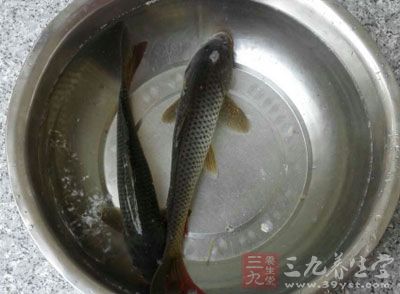 鲤鱼做汤竟能治咳嗽