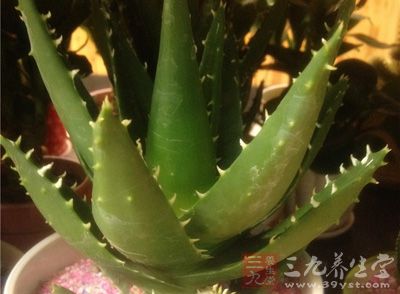 芦荟是出色的美容材料 芦荟是出色的美容材料