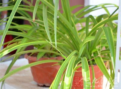 室内摆放植物要少而精 室内摆放植物要少而精