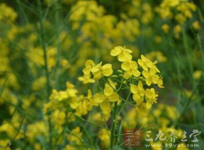 油菜是佳长寿菜