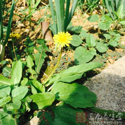 主料蒲公英一把 主料蒲公英一把