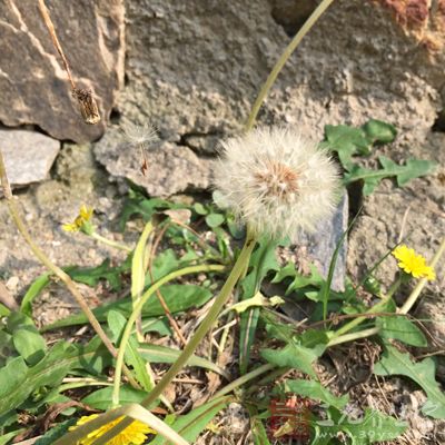 去梗留叶子,放入干净的盘中 去梗留叶子,放入干净的盘中