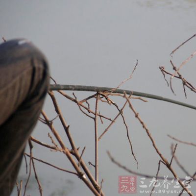 此時須猛提釣竿，使釣鉤刺深或穿透魚嘴