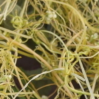 菟丝子的功效与作用_盐炒菟丝子的食用方法及