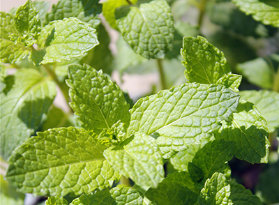 在育种的过程中，科学家想到