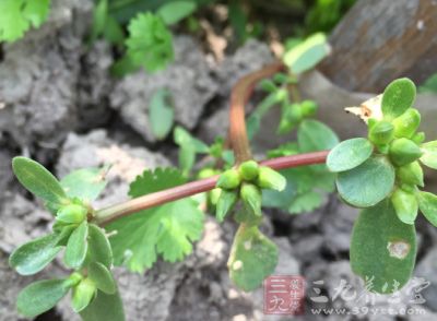 马齿苋是既能食用又有药用的植物