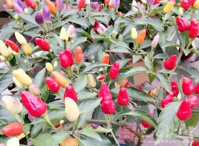 辣椒的辣可谓五花八门