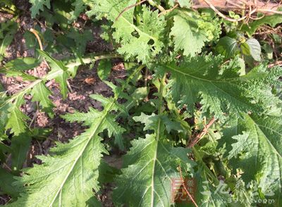 秋季飲食 秋季最應該吃的8大蔬菜