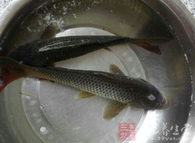 鲤鱼的肉质十分新鲜细嫩 鲤鱼的肉质十分新鲜细嫩