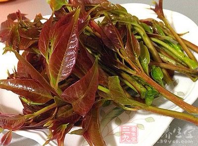 香椿的營養(yǎng)價值