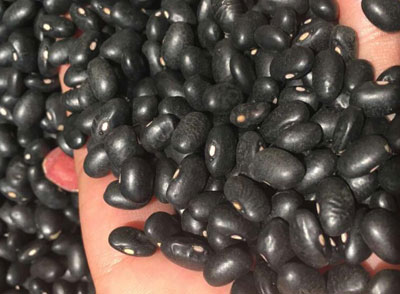 黑豆能补充雌激素