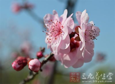 把桃花研磨成细末状备用