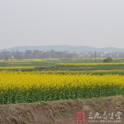 萬物復(fù)蘇，小麥孕穗，油菜花開