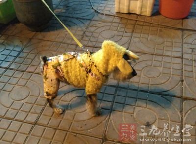 皮肤科医生提醒:春季转暖需防范宠物传播真菌