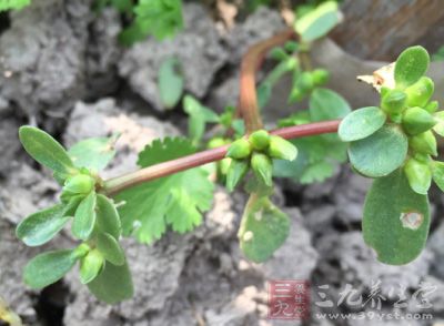 马齿苋可作菜蔬食用