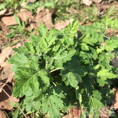 艾草5棵,建议只要比较嫩的部分 艾草5棵,建议只要比较嫩的部分