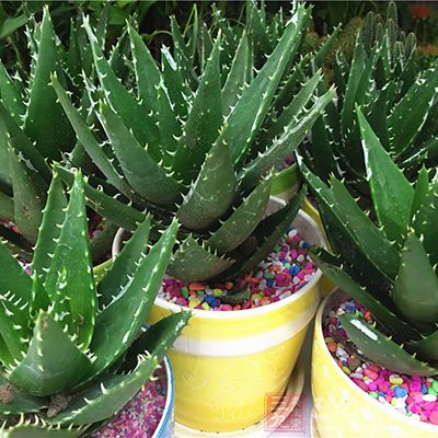 芦荟有一定的吸收异味作用