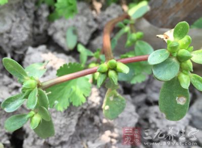 馬齒莧注射液