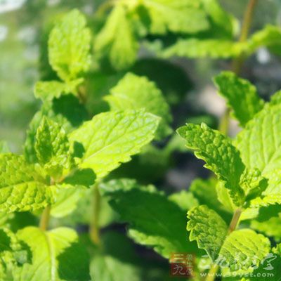 薄荷3钱和菊花2钱一起放入茶杯中