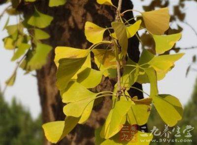 銀杏葉提取物Ginkgo biloba P.E.能同時促進(jìn)大腦和身體肢體的循環(huán)