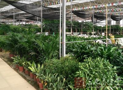 与去年第一次发布相比，道路绿化植物的实验对象从5种增加到了33种