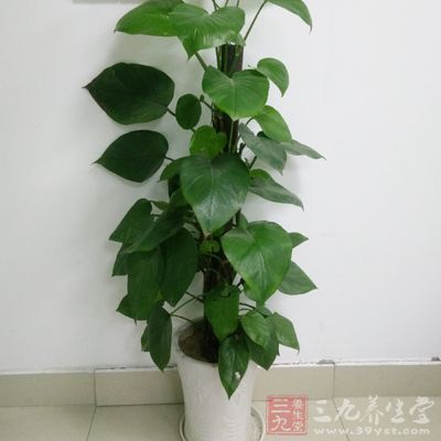 消除重金属污染和二氧化碳 消除重金属污染和二氧化碳