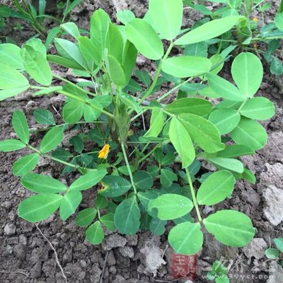 花生芽营养丰富 花生芽营养丰富