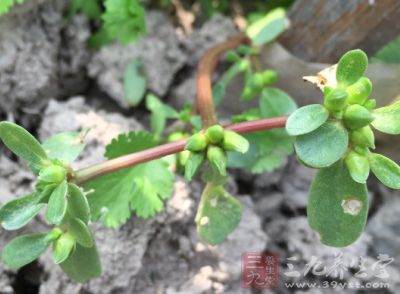 馬齒莧有促使白發(fā)變黑的作用