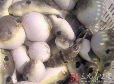 买了条1斤左右的河豚