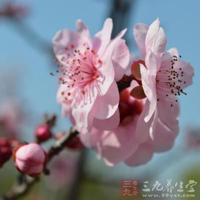 桃花是养颜茶 桃花是养颜茶