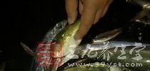 吃鱼的注意事项 吃鱼的注意事项