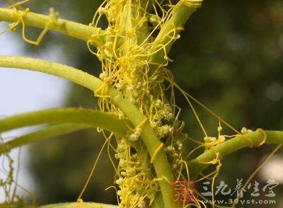 菟丝子的功效与作用