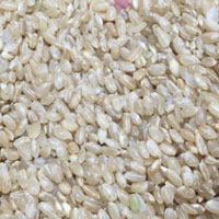 糙米的营养价值 吃糙米能够防止衰老