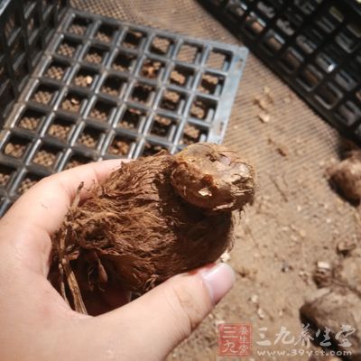 削芋头不手痒的妙招 削芋头不手痒的妙招