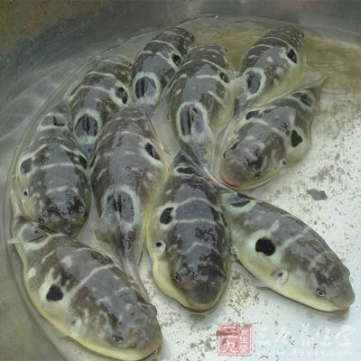 食用河豚魚出現(xiàn)不良癥狀，可以用手指催吐，盡量把河豚魚吐出，以降低河豚毒素的攝入