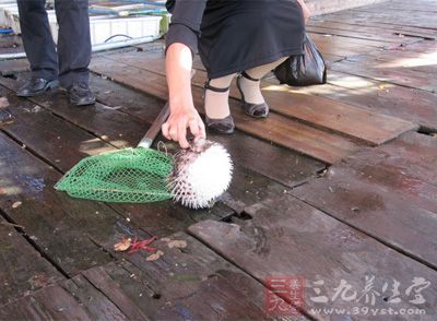 野生河豚血液、魚籽和肝臟均含有劇毒，其毒性相當(dāng)于劇毒藥品氰化鈉的1250倍，只需要0.48毫克就能致人死命