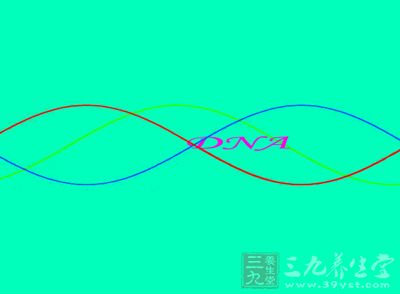 增强DNA、RNA的合成