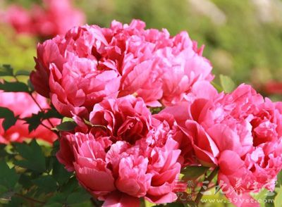 花粉过敏为过敏科常见病 花粉过敏为过敏科常见病