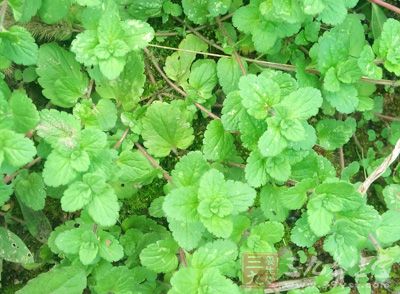 从春分节气到清明节气前后是草木生长萌芽期 从春分节气到清明节气前后是草木生长萌芽期
