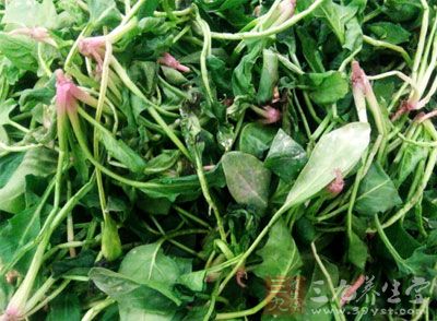 菠菜除含有大量铁（铁食品）质外，更有人体所需的叶酸