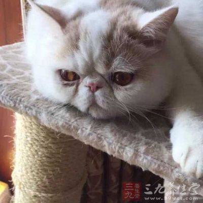 猫与其它动物都是传染源