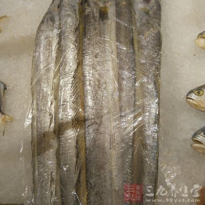 海鱼里首推带鱼 海鱼里首推带鱼