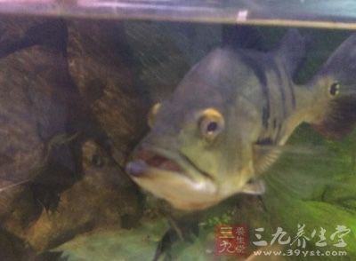 鱖魚是一種肉食性魚種