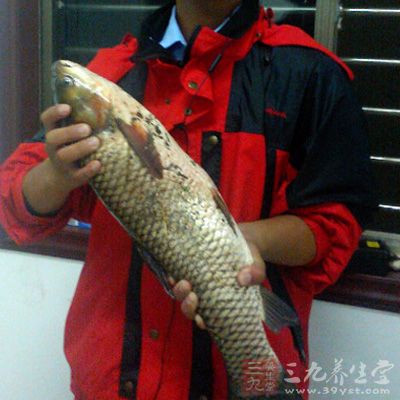 鯉魚草魚和鯽魚在冬季只要有合適的食物一直喂