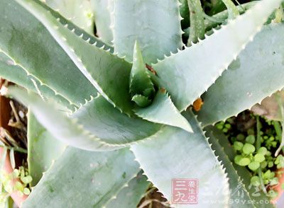 蘆薈(aloe-gel)的醫(yī)療價(jià)值已被世界醫(yī)學(xué)家肯定和認(rèn)同