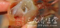 忌生吃螃蟹和龙虾 忌生吃螃蟹和龙虾